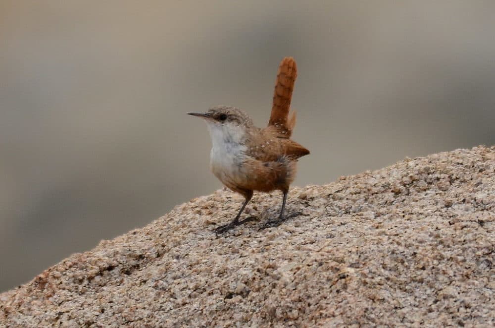 Canyon wren (Noel Reynolds/Creative Commons)