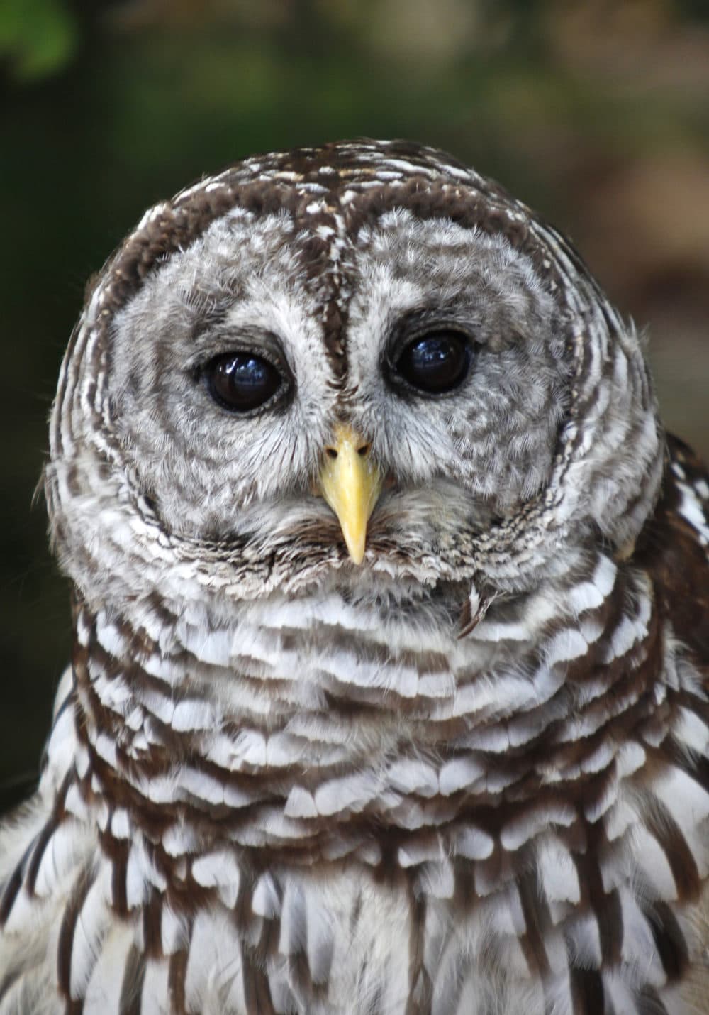 A barred owl at the Miami Science Museum. (Wilfredo Lee/AP)