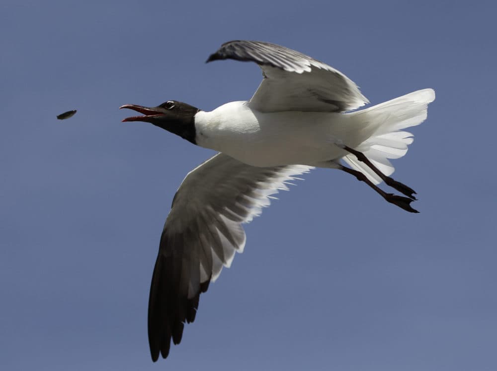A laughing gull goes for a small fish that was thrown to the bird in midair above Jamaica Bay on Tuesday, July 17, 2012 in New York. (Kathy Willens/AP)
