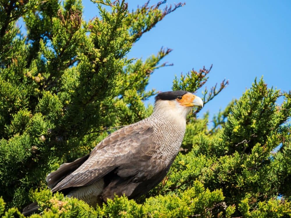 Crested caracara (Martin Zwick/REDA&CO/Universal Images Group via Getty Images)