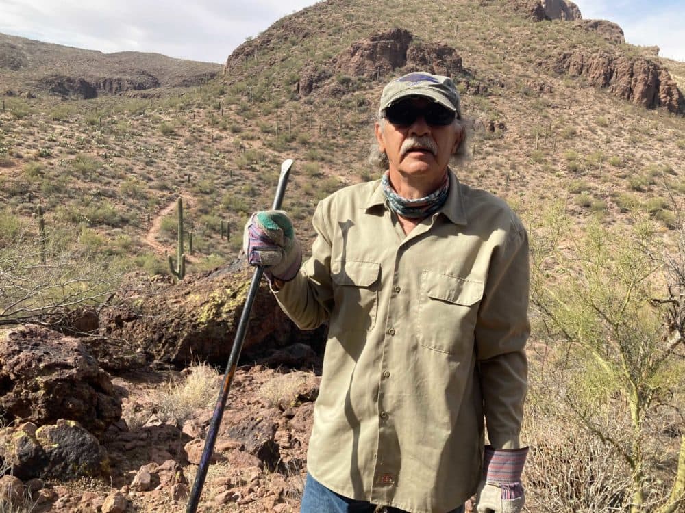 Volunteer Joe Ciaramitaro at Saguaro National Park. (Peter O'Dowd/Here & Now)