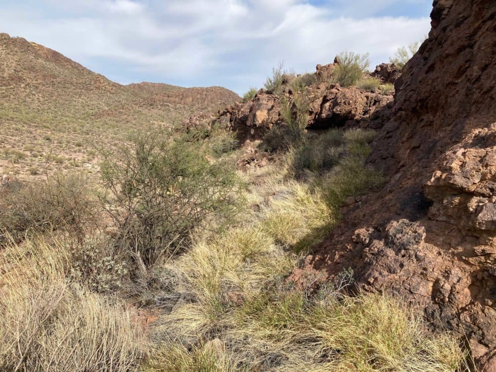 A hillside in Saguaro National Park that has been overrun with invasive buffelgrass. (Peter O'Dowd/Here & Now)