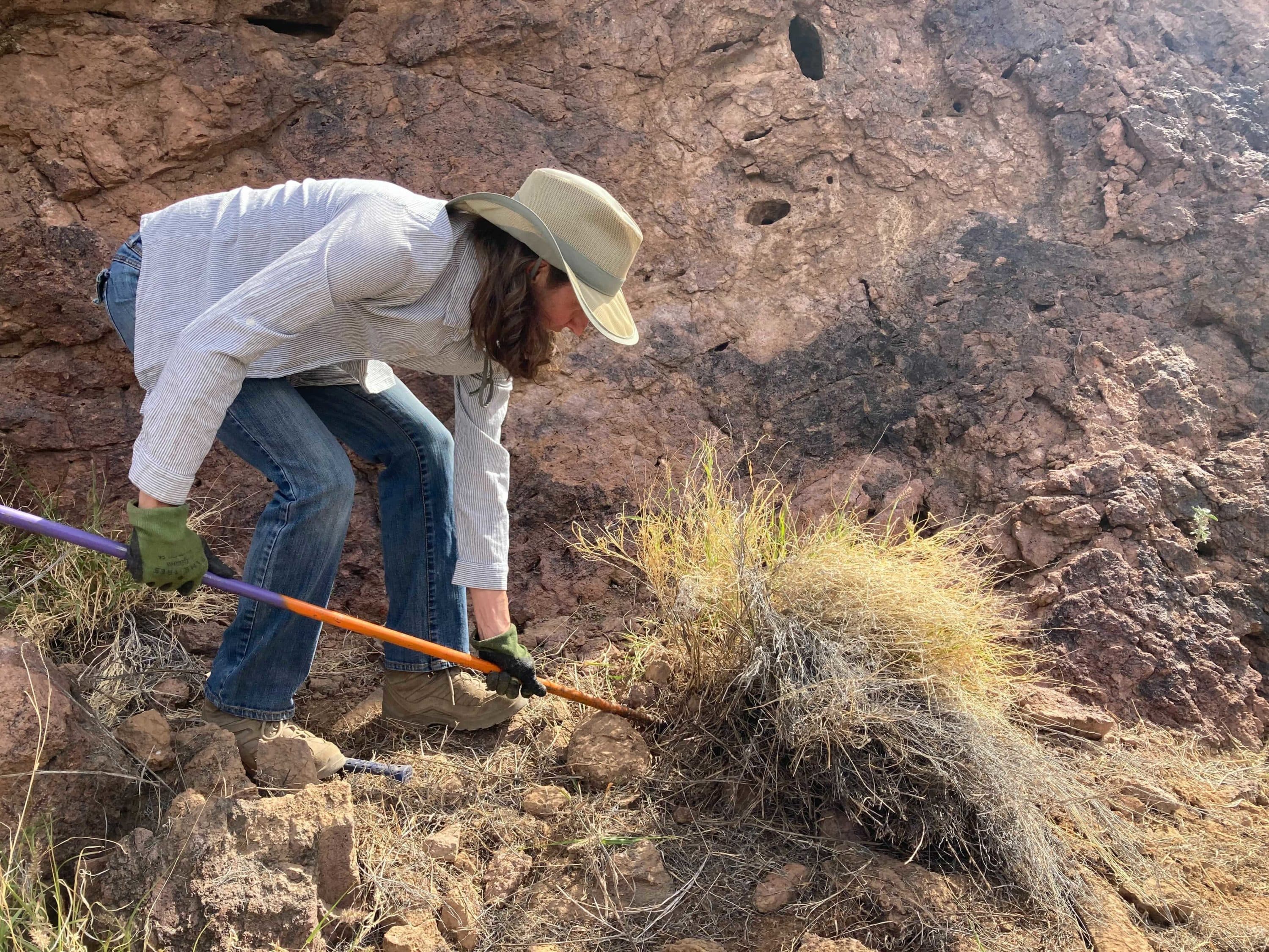 The Fight To Protect Arizona's Iconic Saguaros From Invasive ...