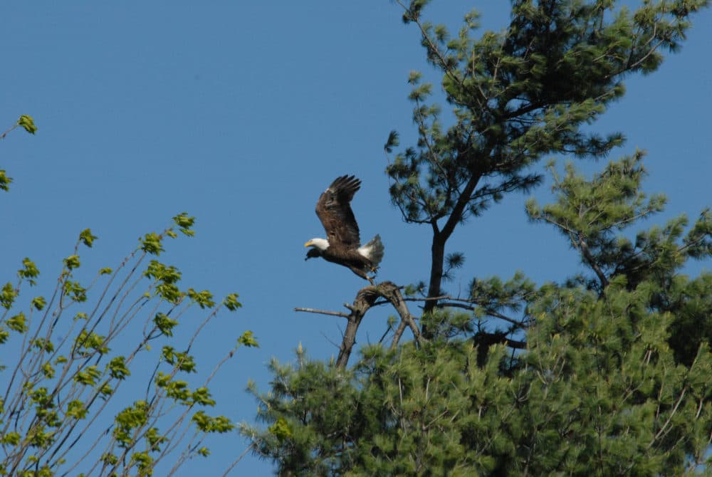 Eagles Set To Soar Off Vermont's Endangered Species List After Years Of Steady Recovery - Vimarsana News