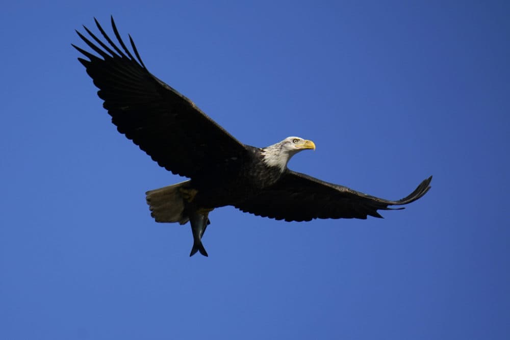 A bald eagle grabs a fish from the Susquehanna River near the Conowingo Dam, Friday, Nov. 20, 2020. A bald eagle died in March along the Charles River after being poisoned by a toxic substance meant to kill vermin. (Julio Cortez/AP)