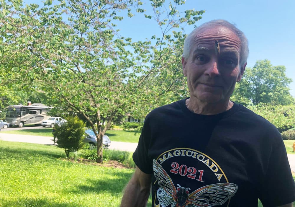 University of Maryland entomologist Mike Raupp pictured with a cicada on his forehead. (Alexander Tuerk/Here & Now)