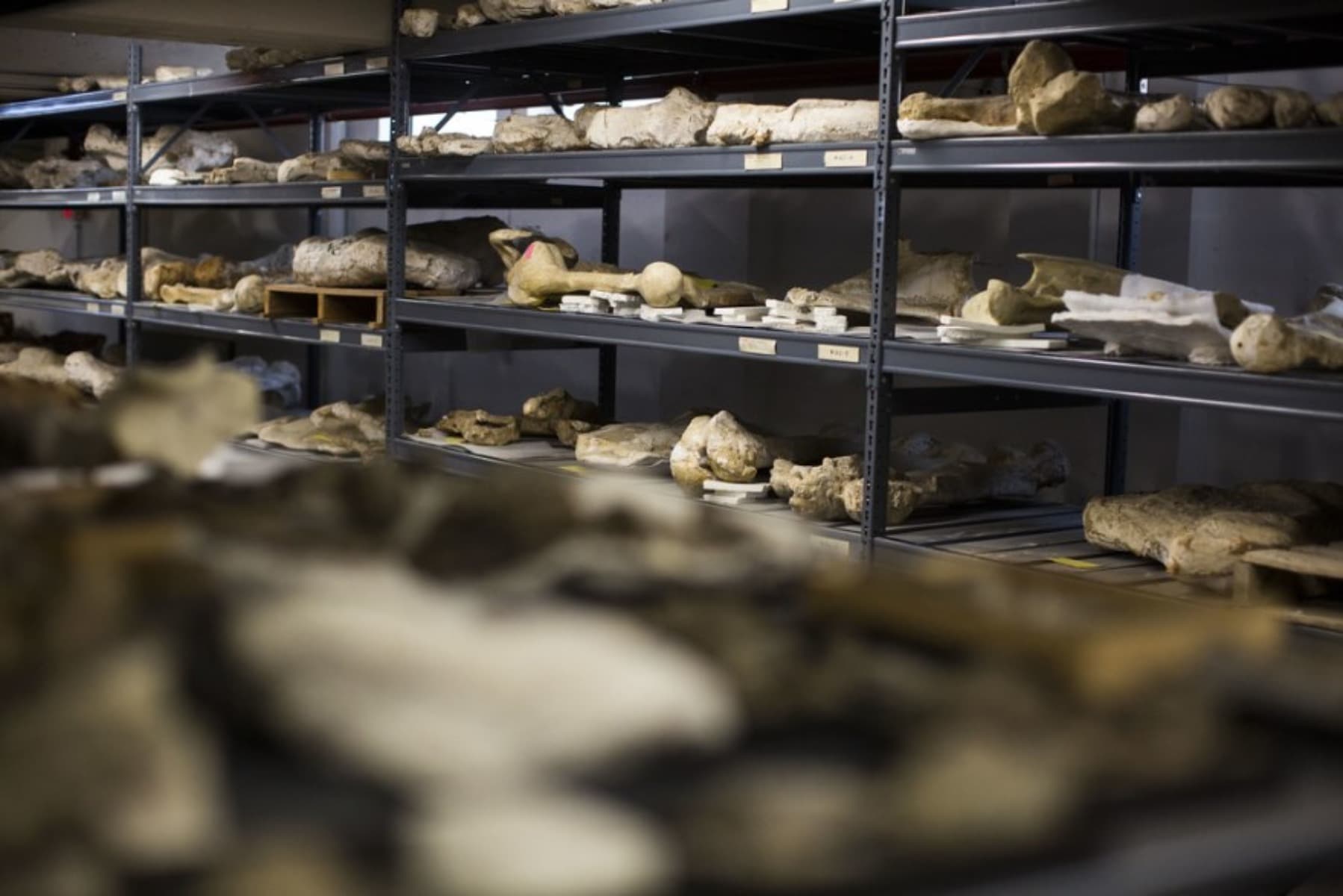 Rediscovering A Hidden Trove Of Fossils In Austin, Texas NCPR News