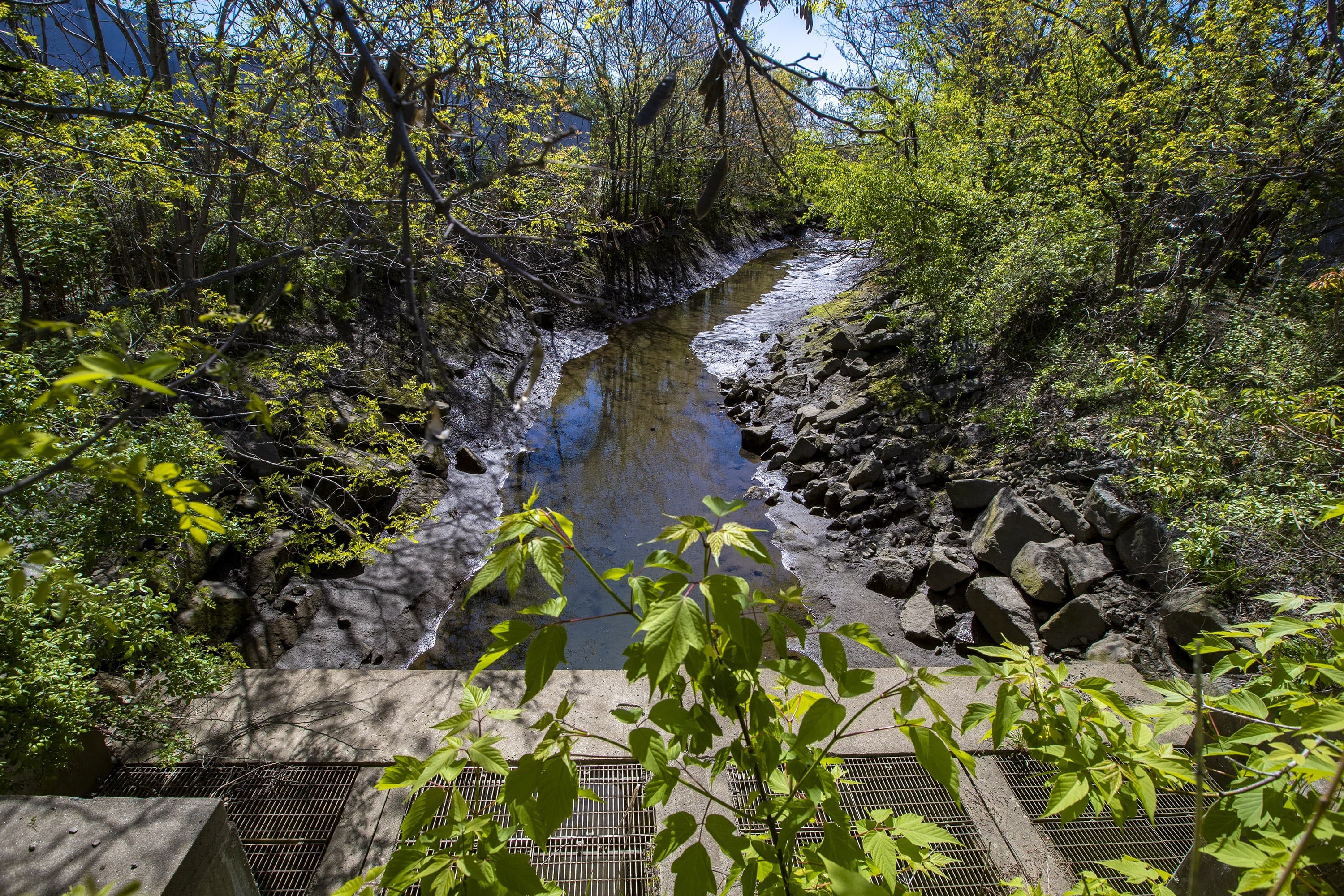Stormwater drains into this creek and then to the Neponset River at this pipe outfall in Dorchester. (Jesse Costa/WBUR)