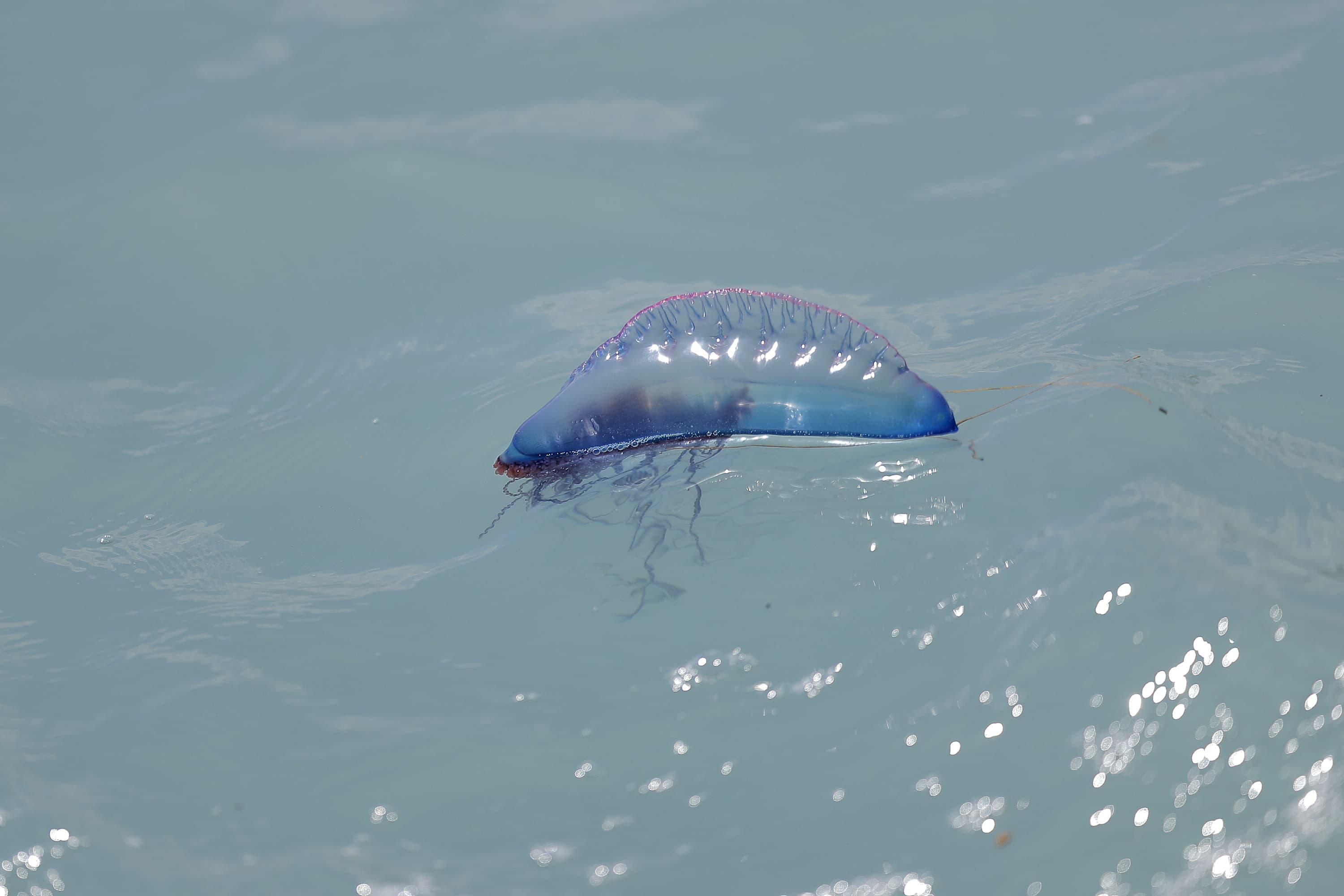 Mass Officials Warns Of Venomous Portuguese Man O War At Westport Beach Wbur News