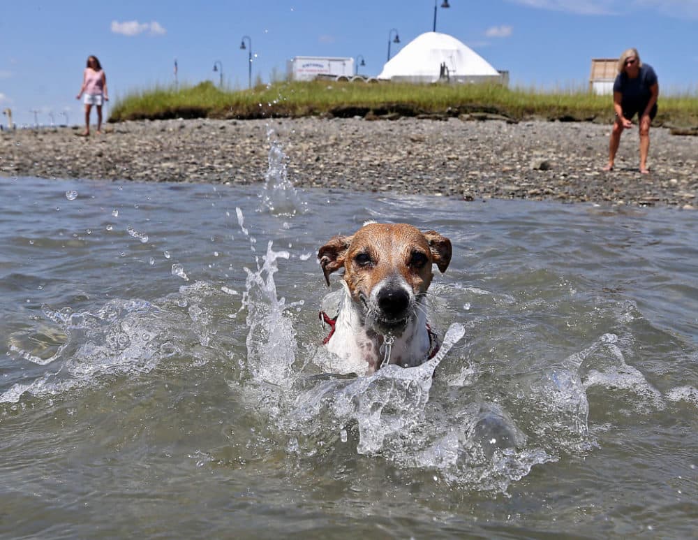 Tomas, a 4-year-old Jack Russell Terrier plays in the water with his owner Kirsten Moskowitz, of Londonderry, N.H.,  near the Winthrop Public Boat ramp on August 12, 2020 in Winthrop, Mass. (Stuart Cahill/MediaNews Group/Boston Herald via Getty Images)