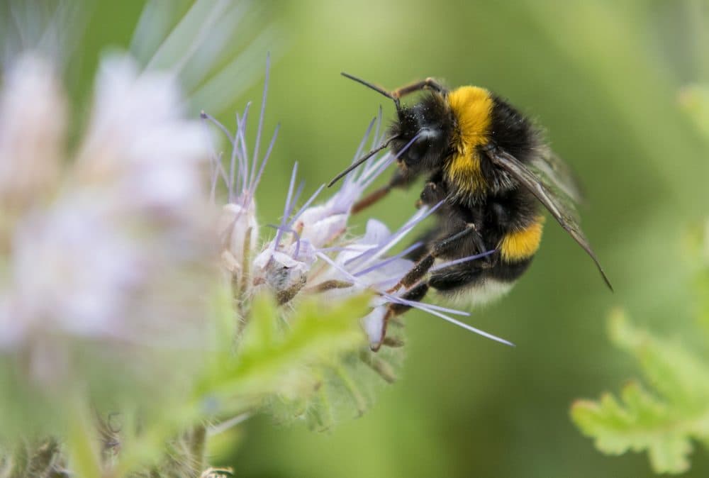 A bumblebee collects pollen from a flower. (Silas Stein/AFP via Getty Images)