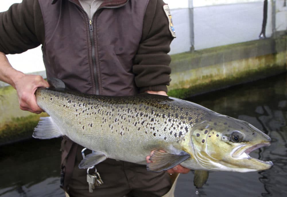 In this 2012 file photo, a 4-year-old Atlantic salmon is held at the National Fish Hatchery in Nashua, N.H. Maine is home to the last wild Atlantic salmon populations in the U.S., but a new push to protect the fish is unlikely to land them on the state's endangered list. (Jim Cole/AP)