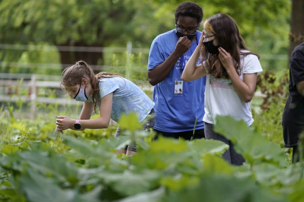 Jamil Boykin, center, camp educator at the Mass Audubon's Boston Nature Center and Wildlife Sanctuary, examines wild sorrel with students Nesha Moskowitz, left, and Lyla Mendoza. (Steve Senne/AP)