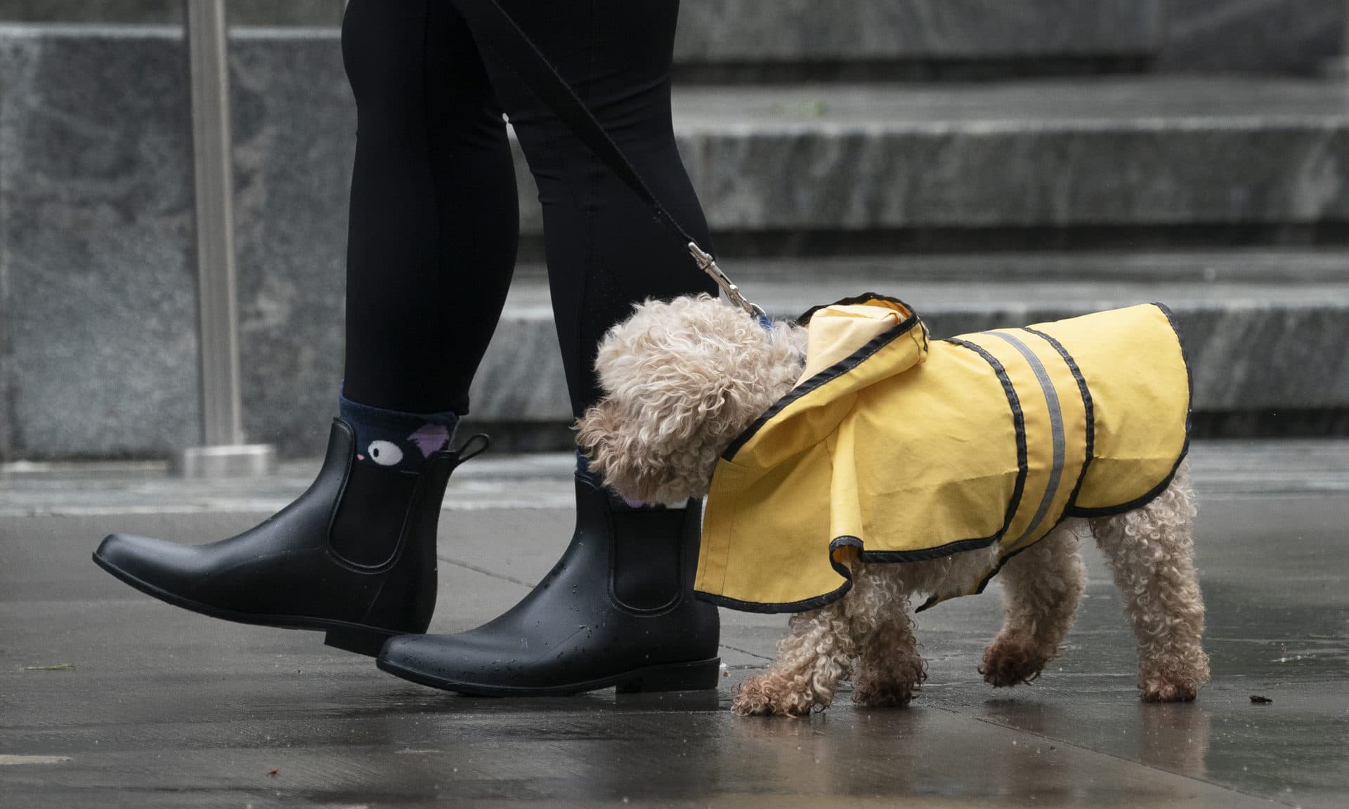 A woman walks her dog in the rain in New York City. (Mark Lennihan/AP)