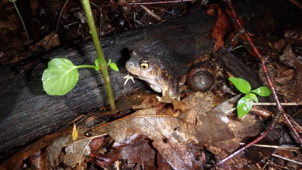An Eastern Spadefoot. Courtesy MassWildlife