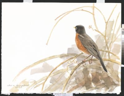 American Robin in trumpetvine.