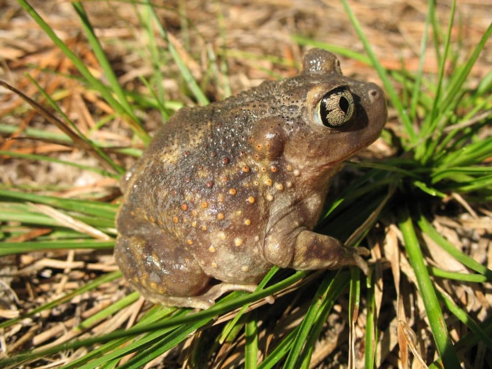 An Eastern spadefoot adult. Courtesy MassWildlife