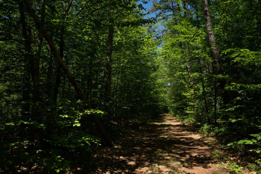 Dense forest undergrowth that will be part of an upcoming controlled burn is seen along both sides of a trail in the White Mountain National Forest in Conway, N.H. (Elizabeth Frantz for NPR)