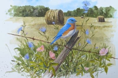 Eastern Bluebird with chicory and roses from The Bluebird Effect: Uncommon Bonds with Common Birds. (Julie Zickefoose)