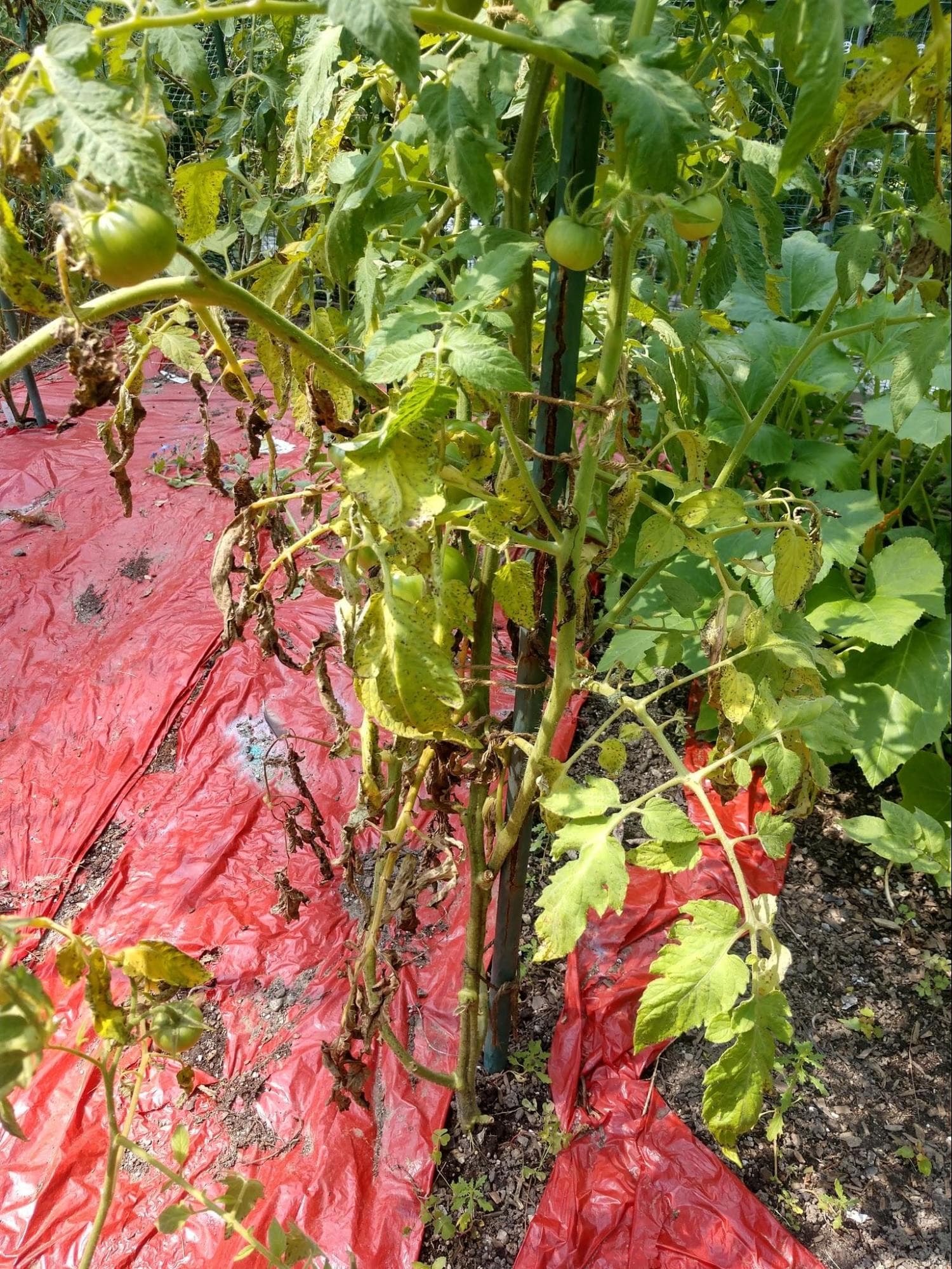 Blight on tomatoes shows up as dying leaves from the bottom up. (Dave Epstein)