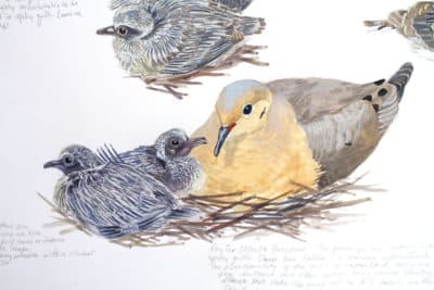 Mourning Doves from the book Baby Birds: An Artist Looks Into the Nest. (Julie Zickefoose)