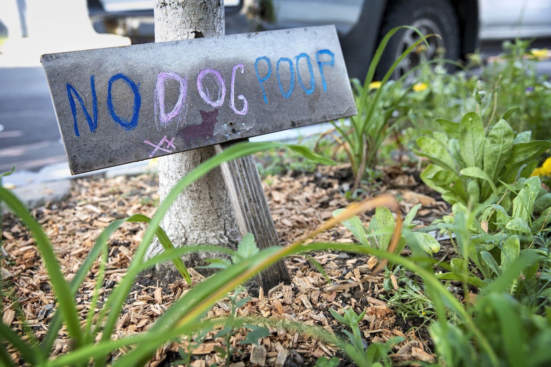 To discourage dog owners from allowing their dogs to "contribute" to the tree project, Eugenia Corbo's family planted a "No Dog Poop" sign by the ginkgo tree. (Robin Lubbock/WBUR)