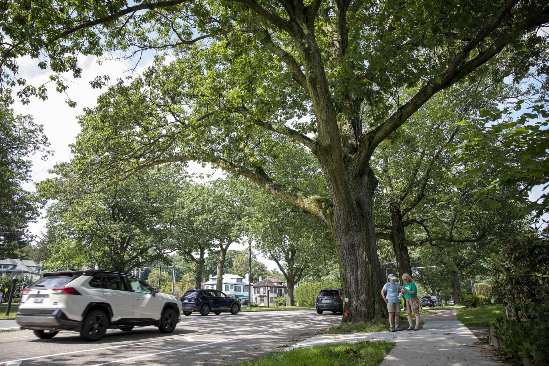 Claire Barker and Sarah Freeman discuss the large oak on Arborway in Jamaica Plain that they chose for the MyTree project. (Robin Lubbock/WBUR)