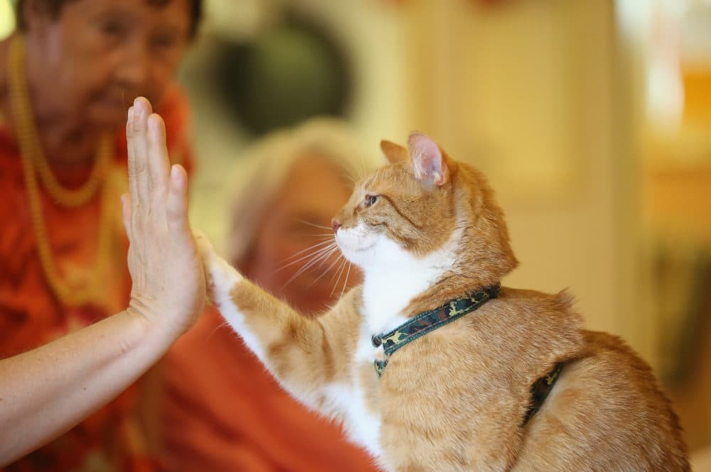 Mogli lifts a paw to touch the palm of his owner Eva Kullmann as facility residents, who both suffer from dementia, look on during the cat's weekly visit at the Lutherstift senior care facility. (Sean Gallup/Getty Images)