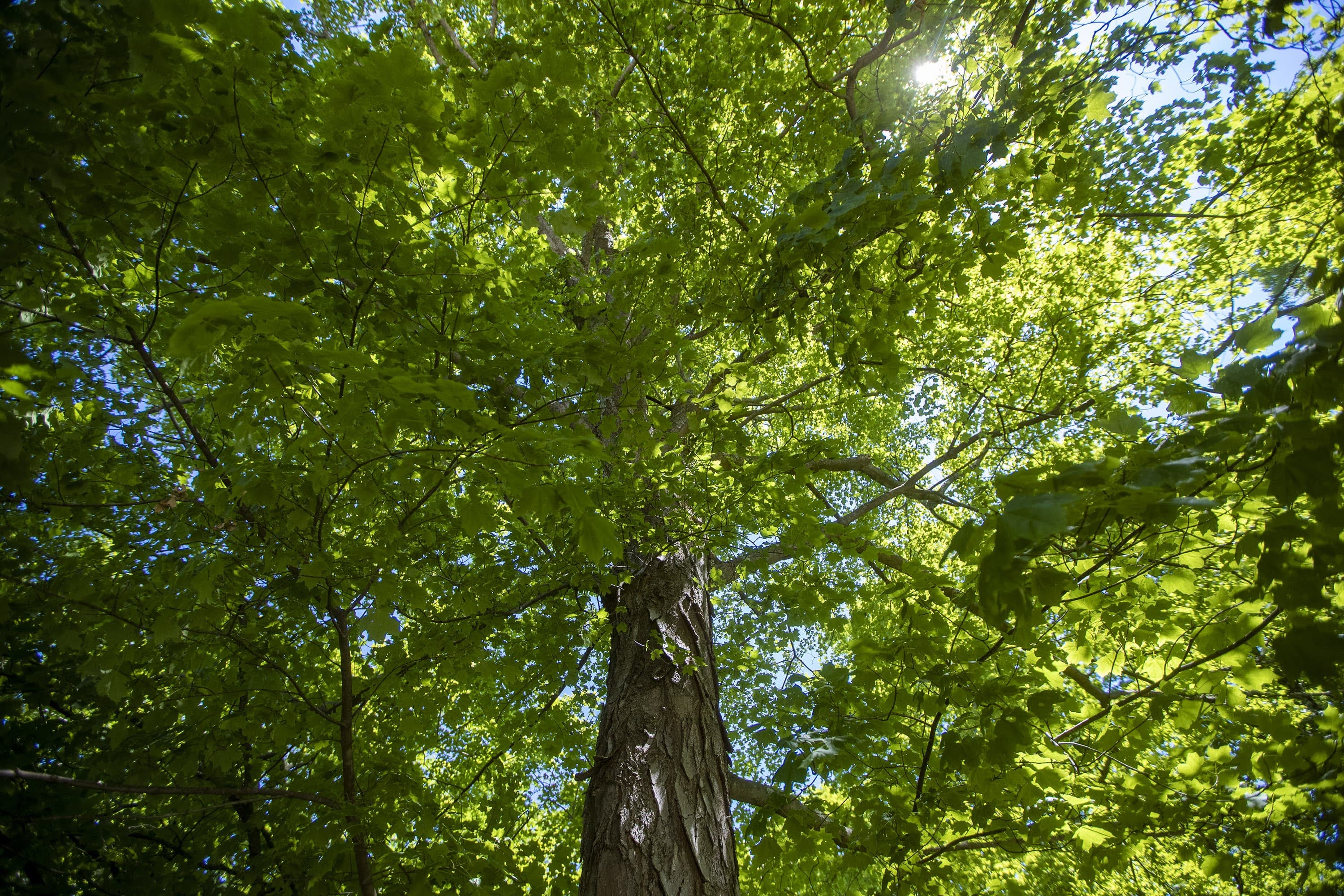 Our tree. Isn Tree. Emily Boss - Massachusetts Forests and climate change.