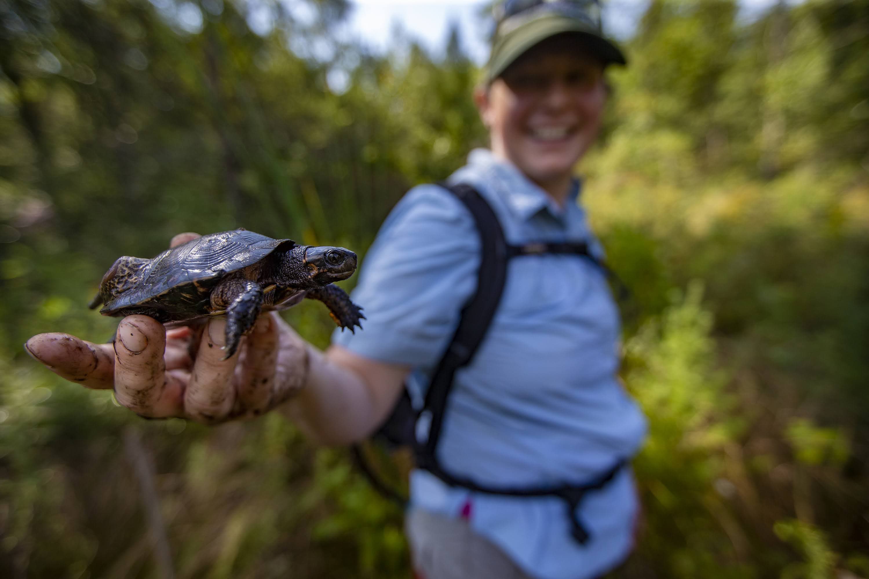 Angela Sirois-Pitel, stewardship manager for The Nature Conservancy, holds a male bog turtle she pulled out from beneath a hummock in a wetland area in the Berkshires. (Jesse Costa/WBUR)