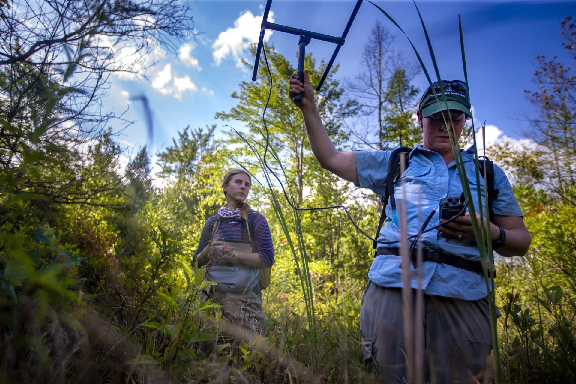 Angela Sirois-Pitel, stewardship manager for The Nature Conservancy, and Ava Zigmand, track a female bog turtle tagged with a transmitter in a wetland area in the Berkshires. (Jesse Costa/WBUR)