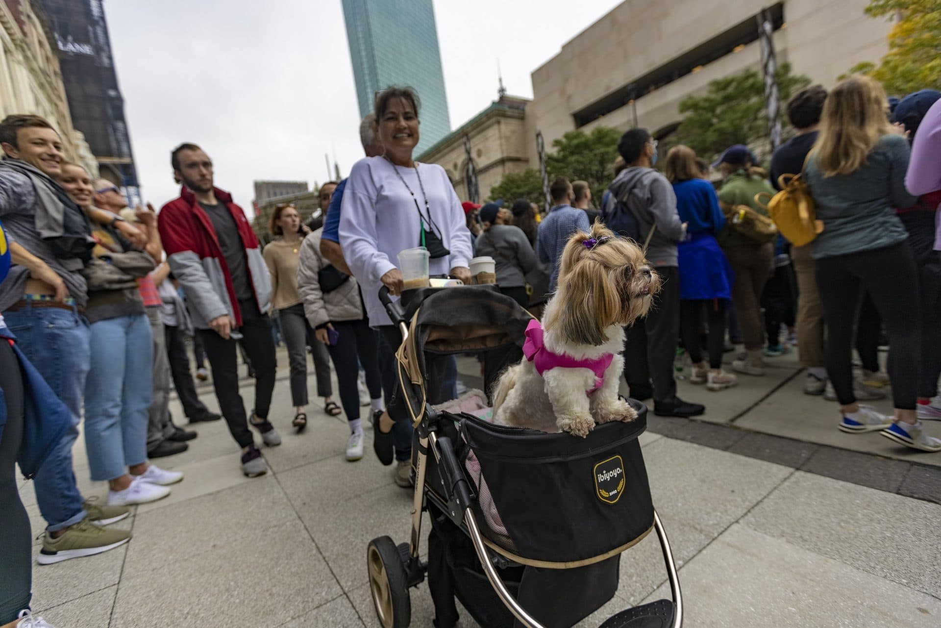 Cheryl Beck rolls her dog Anna in a stroller as she walks down Boylston St. (Jesse Costa/WBUR)