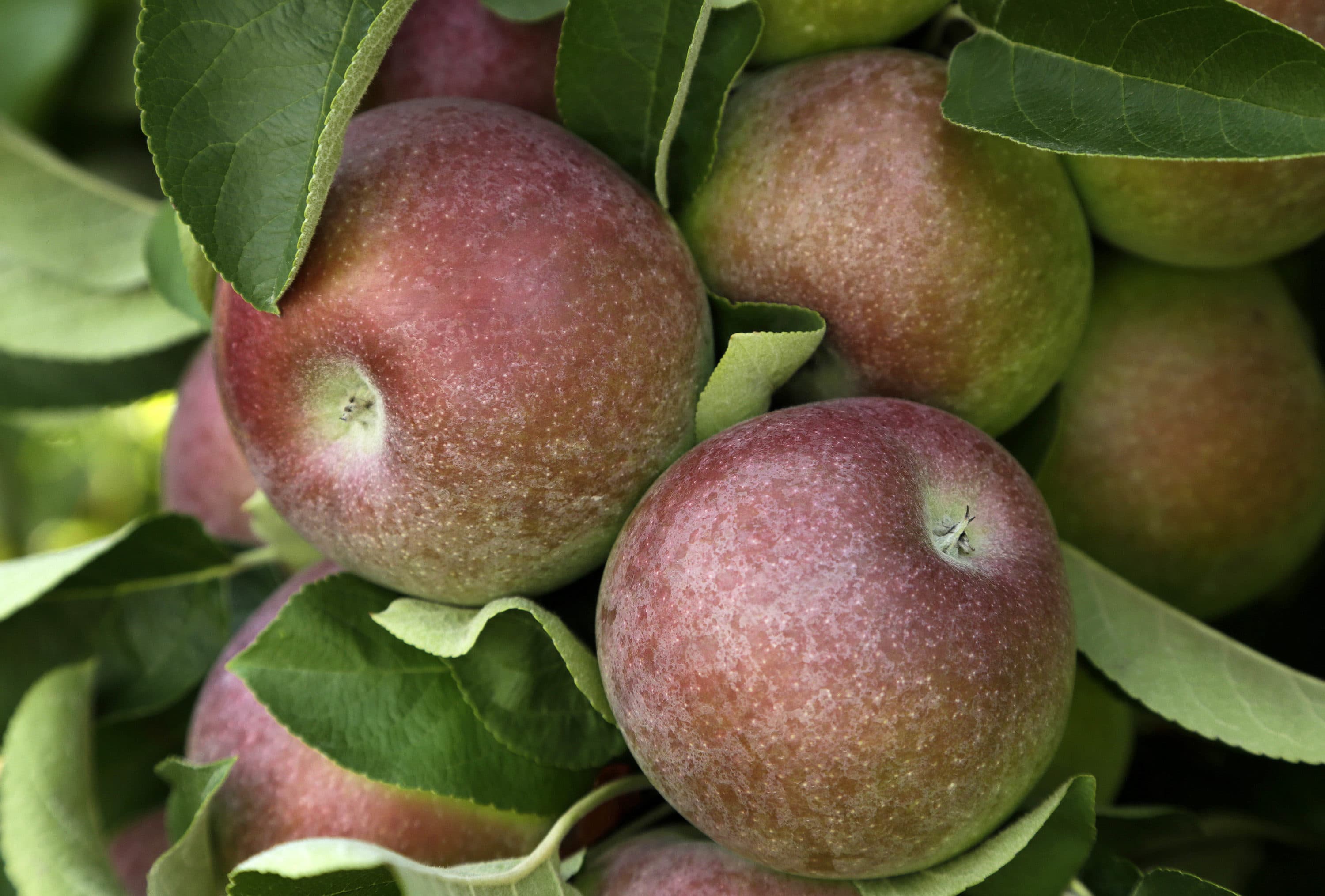 McIntosh apples hang on a tree, Sunday, Aug. 30, 2015 at Carlson Orchards, in Harvard, Mass. (Steven Senne/AP)
