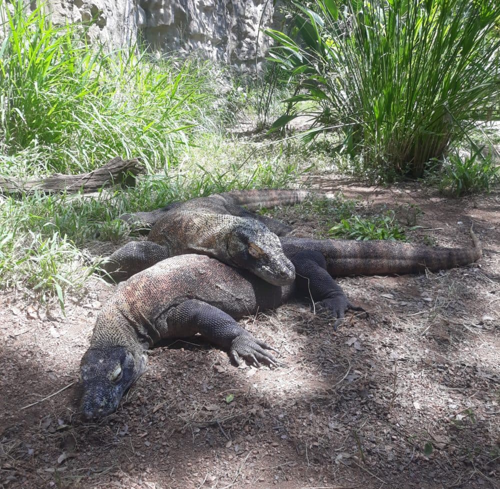 Snuggling komodo dragons. (Hope Roth/San Antonio Zoo)