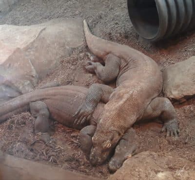 Komodo dragons. (Hope Roth/San Antonio Zoo)