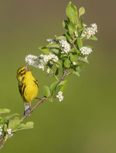 A prairie warbler. The birds are listed as a "species of greatest conservation need" in the state’s wildlife action plan, due to longterm population declines. (Courtesy Matt Filosa)