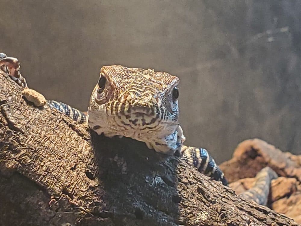 A baby komodo dragon. (Hope Roth/San Antonio Zoo)