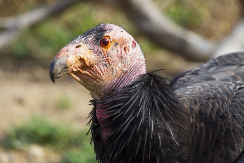 Closeup of a California condor at the San Diego Zoo Wildlife Alliance. (Courtesy)