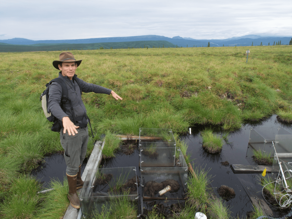 Professor Ted Schuur, a geography professor at Northern Arizona University, stands by the central-Alaska plot of tundra that he’s been heating for the last 13 years. The several feet of permafrost has melted, collapsing the soil, creating a pond. Some of his clear plastic boxes, used for measuring carbon dioxide emitted from underground, are visible in the foreground. (Daniel Grossman)