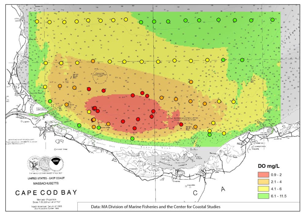 Water quality samples (marked by circles) taken by the Division of Marine Fisheries and the Center for Coastal Studies in 2019. The red area indicates a "severely hypoxic" zone. Normal dissolved oxygen (DO) is around 8-10 milligrams per liter. (Courtesy Tracy Pugh, Mass. Division of Marine Fisheries)