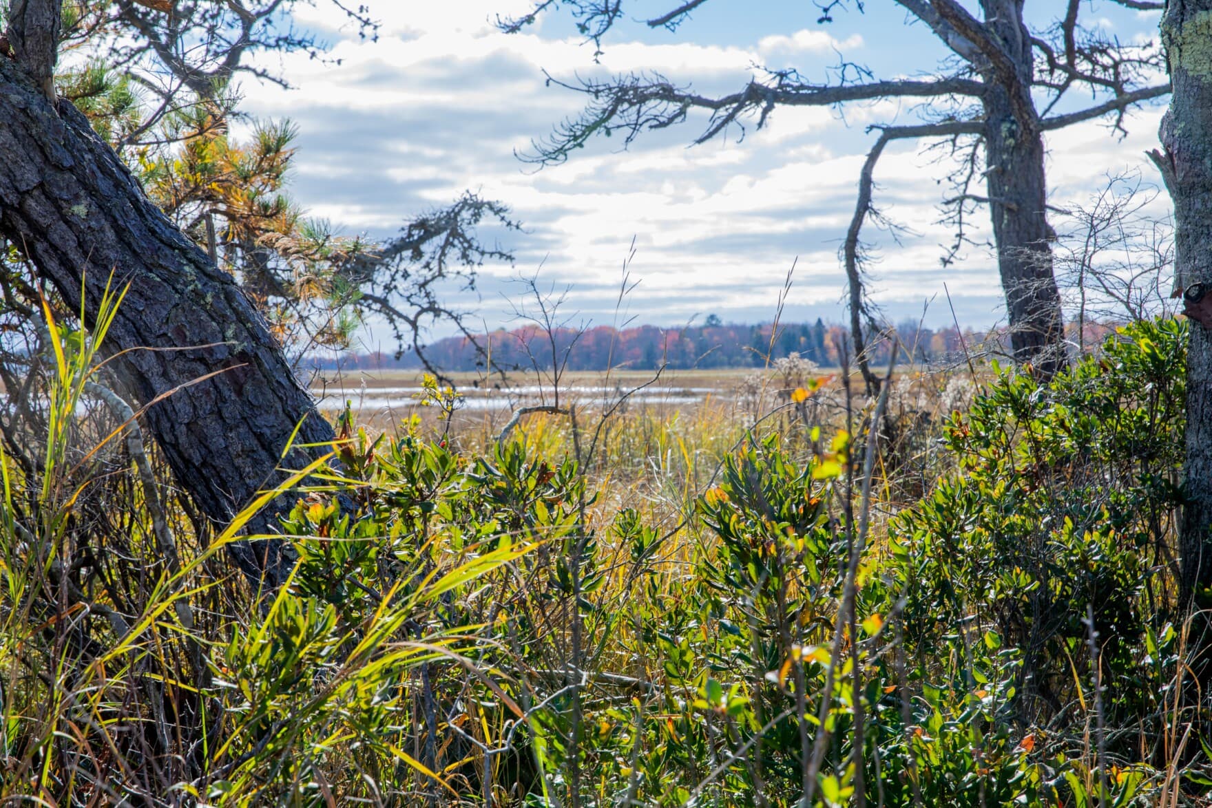 The forest in the Rachel Carson Wildlife Refuge opens up to an expansive salt marsh just off the coast in Wells, Maine. (Rebecca Conley/Maine Public)