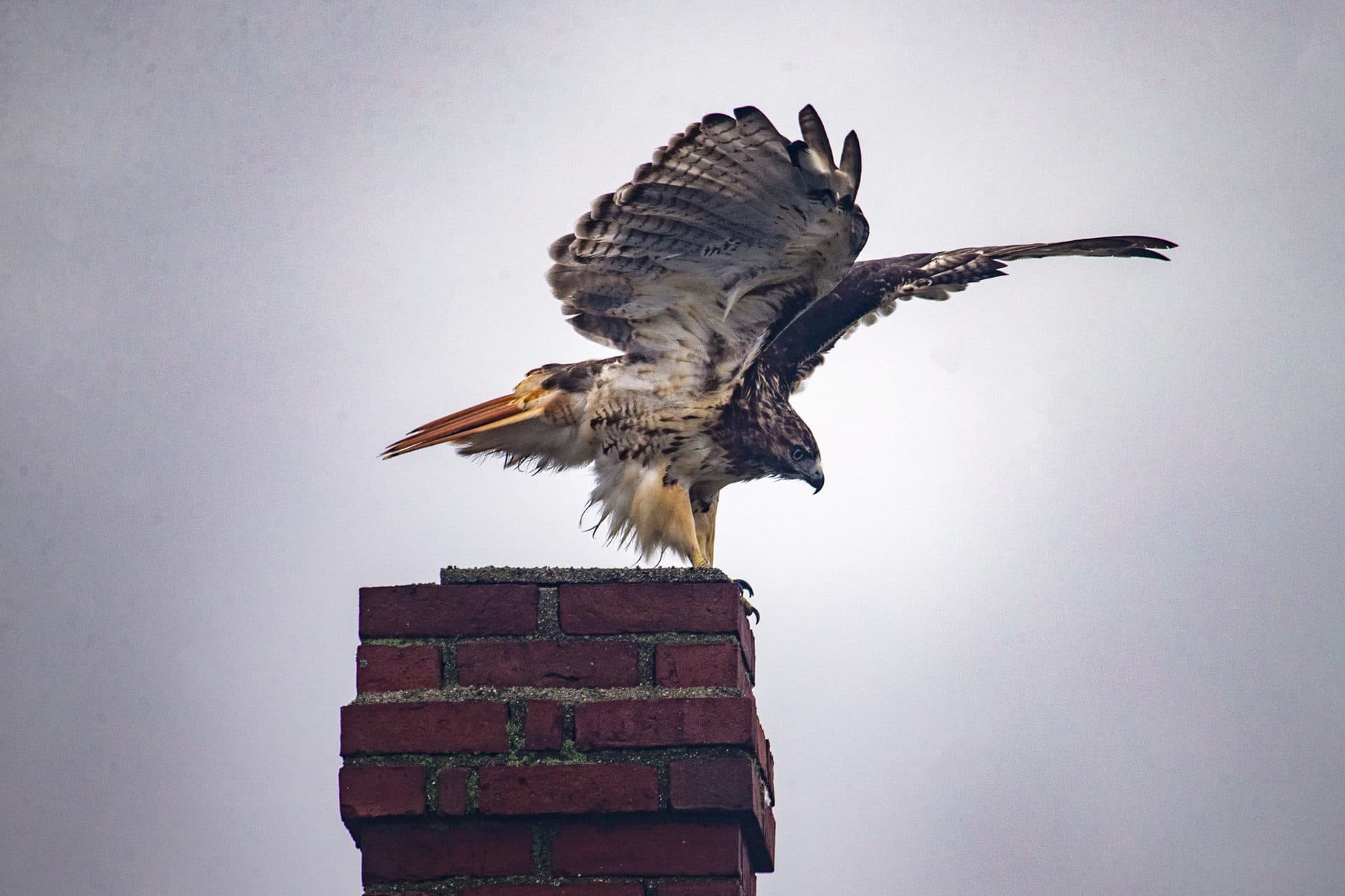 (Jesse Costa/WBUR)