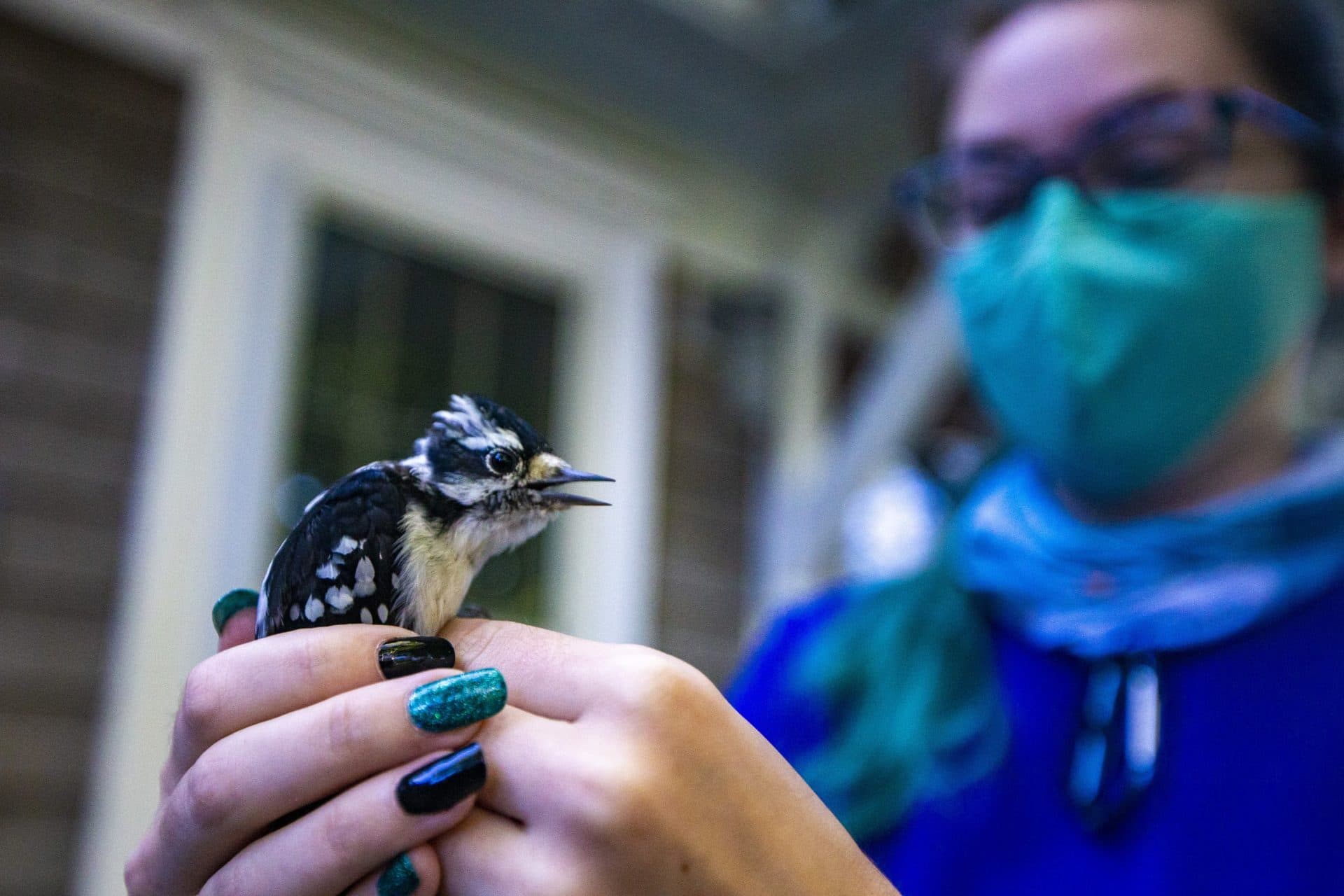 (Jesse Costa/WBUR)