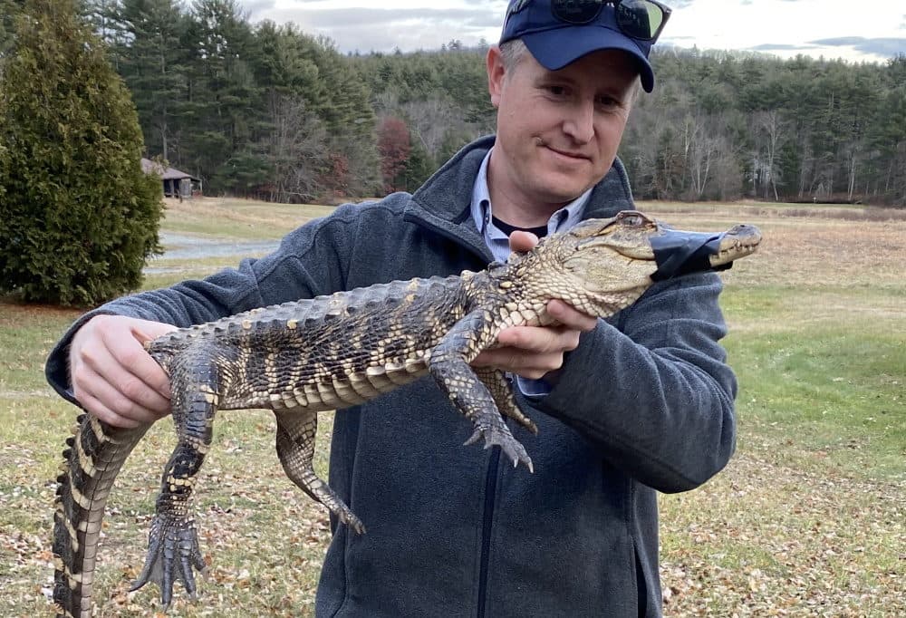 Joe Rogers, MassWildlife's Connecticut Valley District supervisor, holds an alligator captured Tuesday in the Westfield River by a "persistent kayaker." The duct tape on the gator's muzzle is to prevent bites while it is handled by people. (Courtesy MassWildlife)
