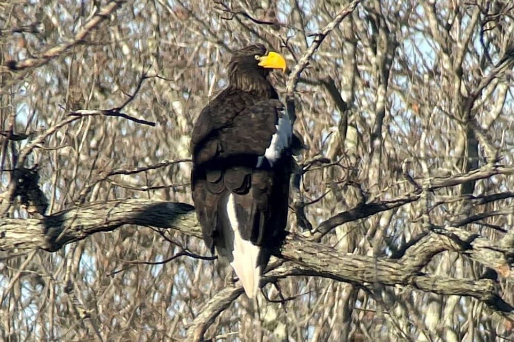 A Steller's sea eagle, photographed by the Taunton River. (Courtesy of Mass Audubon via Justin Lawson)