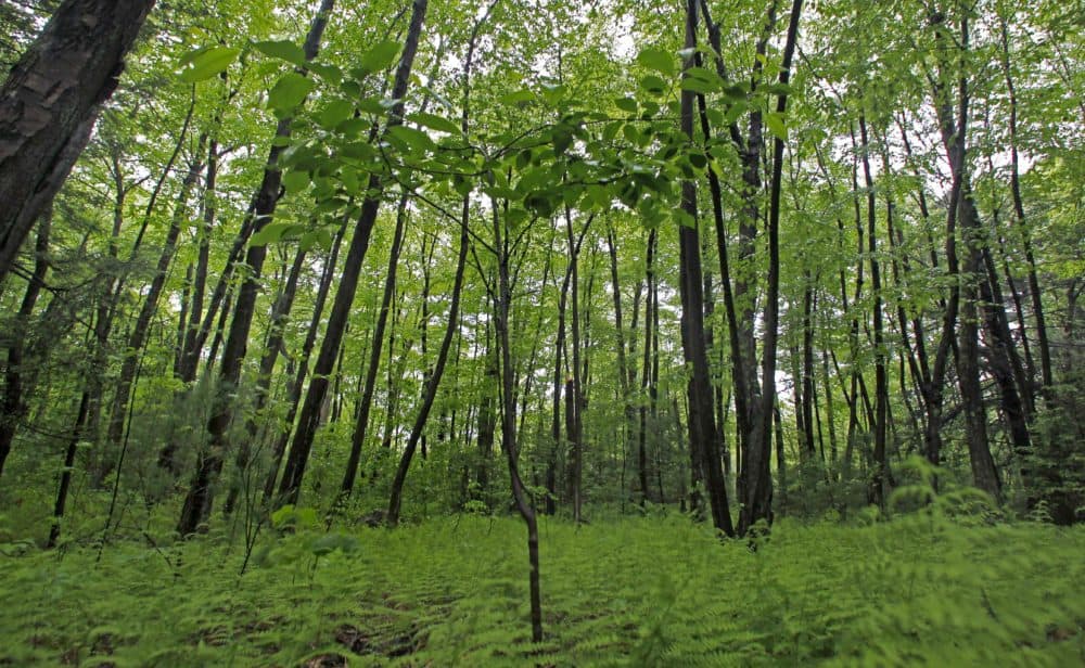 With climate on the mind, lawmakers pitch tree protection plans - Vimarsana News