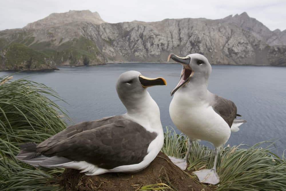 Gray-headed Albatross courtship display by nesting site in cliffs overlooking Elsehul Bay. (Getty Images)