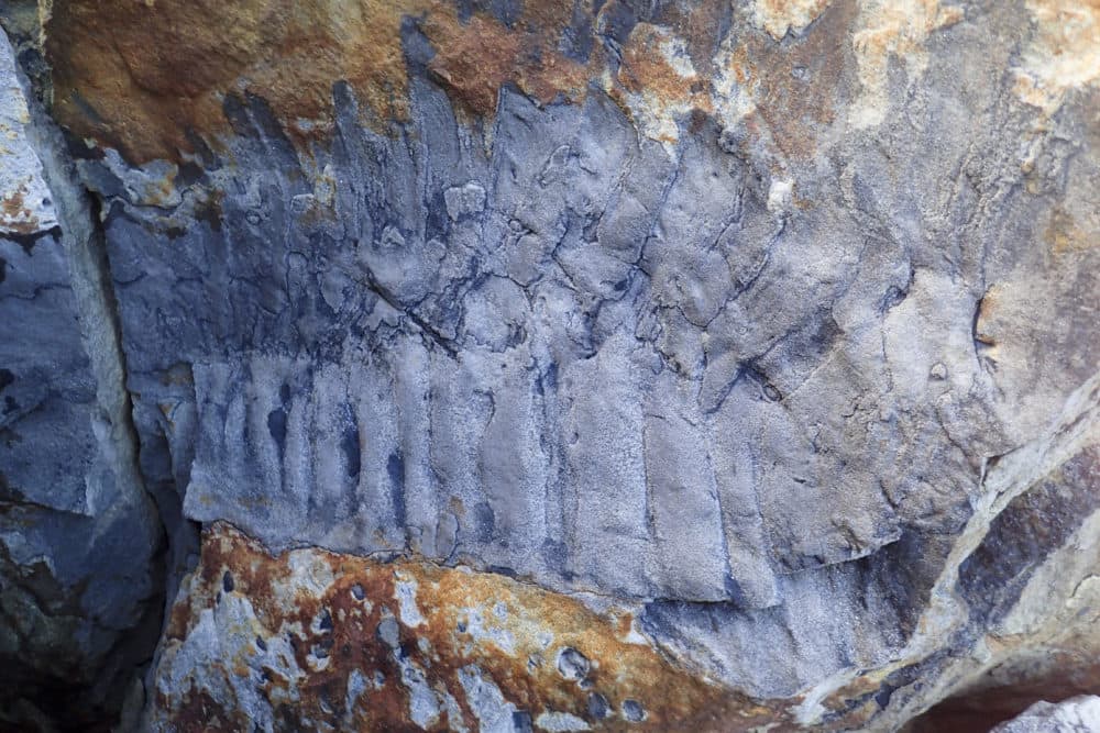 Fossilized section of the giant millipede found in northern England.
(Neil Davies)