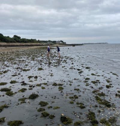 Oyster foraging in Wellfleet, MA. (Kathy Gunst/Here & Now)