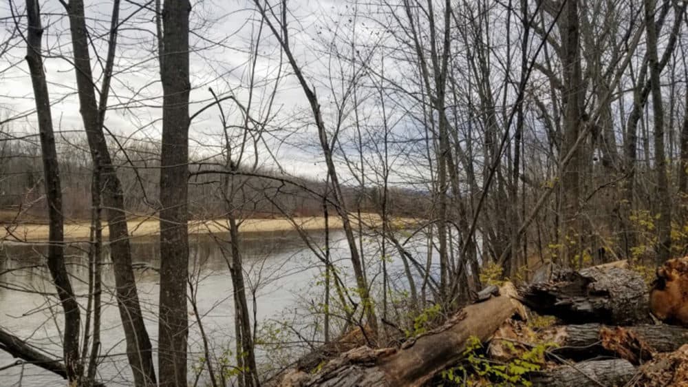 The Saco River runs through part of the 1,000-acre farm of crop fields, maple trees, a woodlot and Christmas tree farm. While the river means good irrigation and fertile soil, a warming climate has led to more extreme and frequent winter flooding. (Jennifer Mitchell/Maine Public Radio)